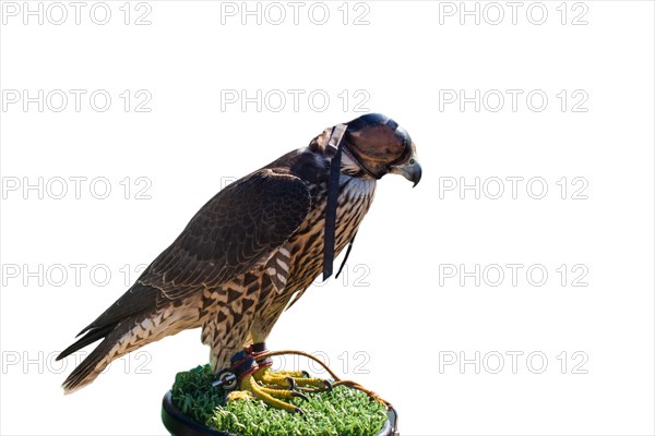 Trained falcon as wildlife
