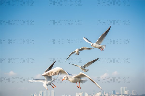 Seagulls are flying in the blue sky