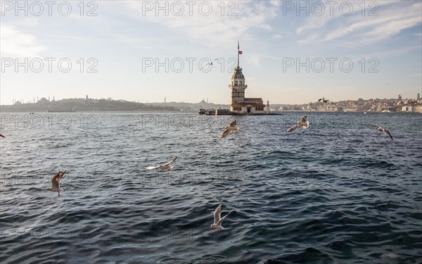 Seagull flying near Maiden's Tower in Istanbul