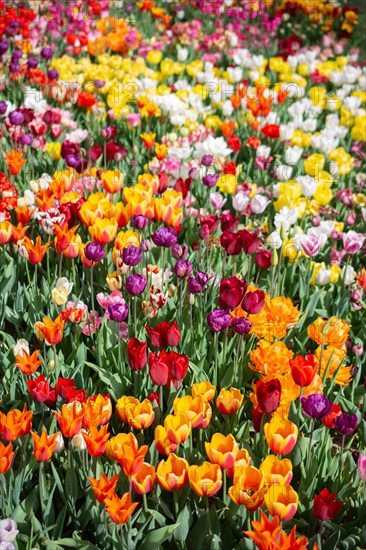 Beautiful tulips flower for postcard beauty concept design