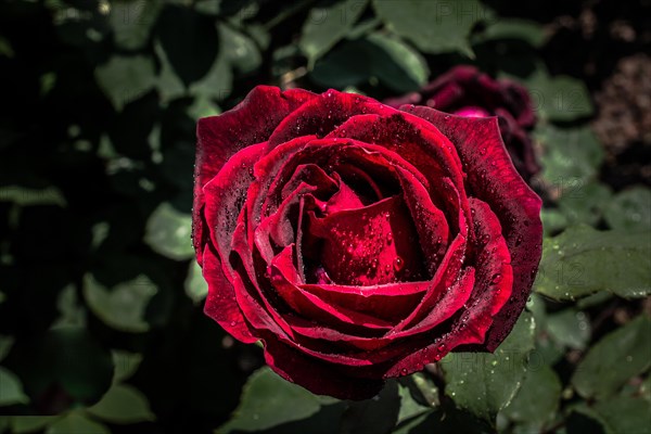 Blooming beautiful colorful rose in garden nature background