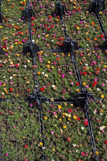 Blooming spring flowers as a colorful background