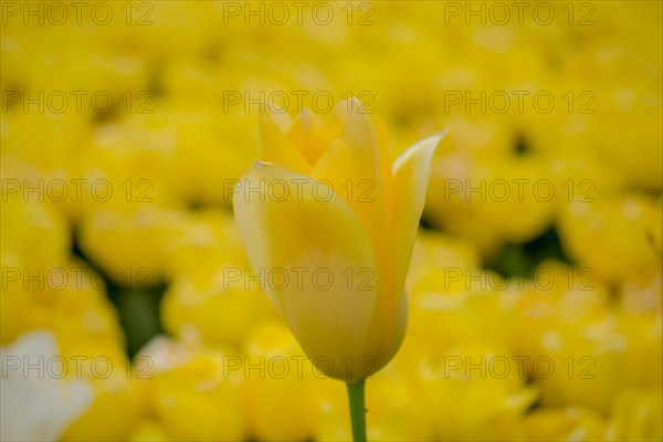 Outstanding colorful tulip flower bloom in the spring garden