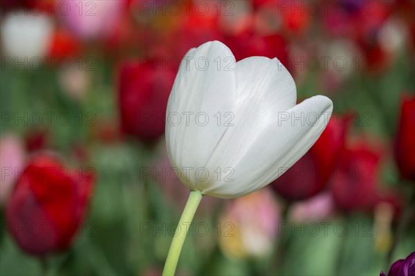 Outstanding colorful tulip flower bloom in the spring garden