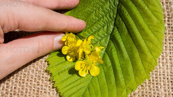 Green leaves in hand over a linen canvas