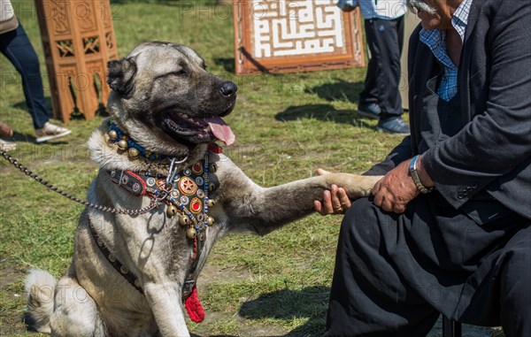 Turkish breed shepherd dog Kangal as livestock guarding dog