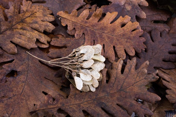 Dry leaf outstanding on other leaves as an autumn background