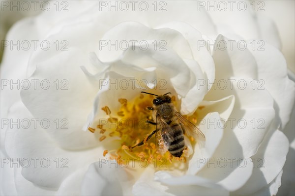 Honey bee collects pollen from rose in garden