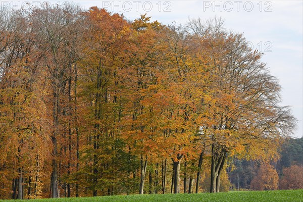 Common beeches