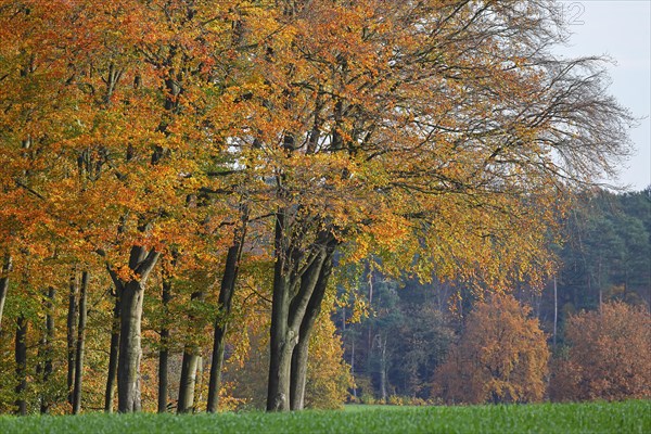 Common beeches