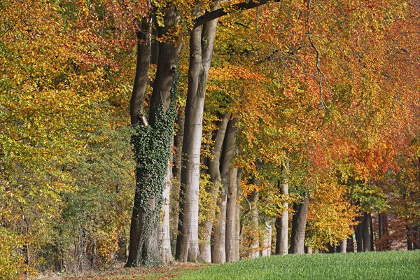 Common beeches