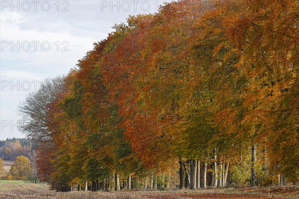 Common beeches