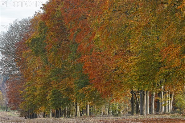 Common beeches