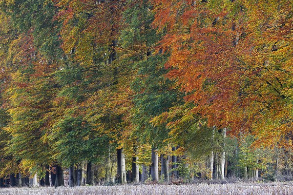 Common beeches