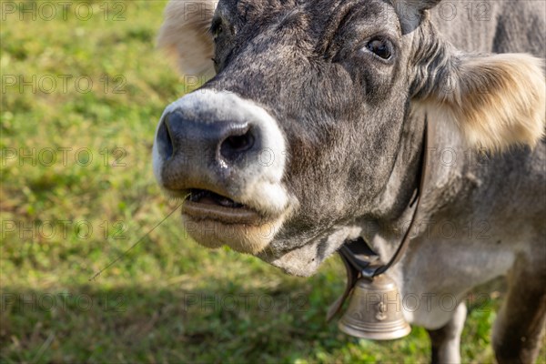 Close Up on a Cute Cow with Open Mouth in Switzerland