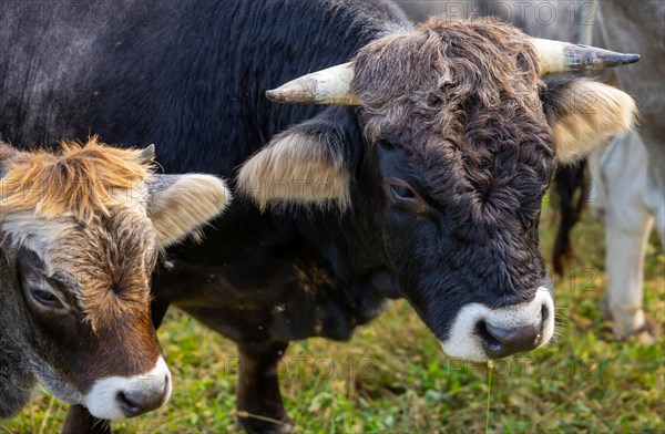 Cute Bull and Calf Cow on the Green Field in Switzerland