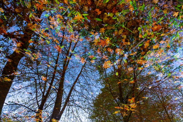 Beautiful Flood Water Pond with Tree Reflection and Autumn Leaves Floating on the Water Surface with Sunlight in Lugano