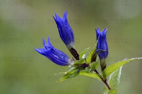 Willow gentian