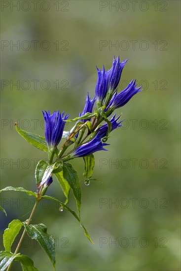 Willow gentian