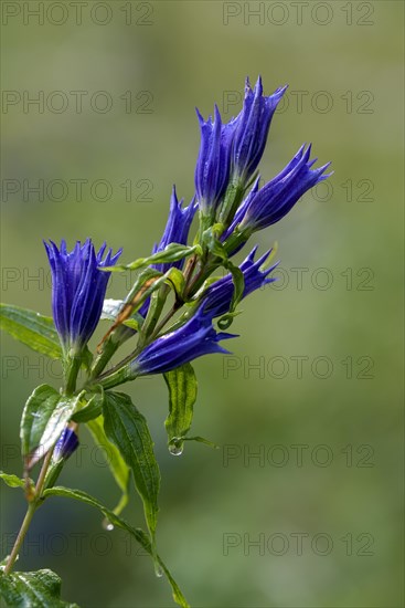 Willow gentian