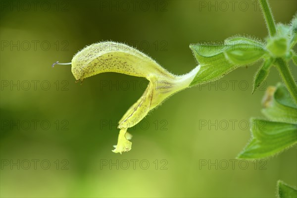 Sticky sage