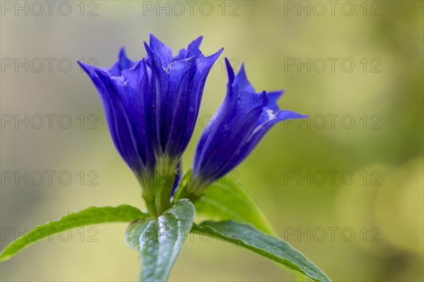 Willow gentian