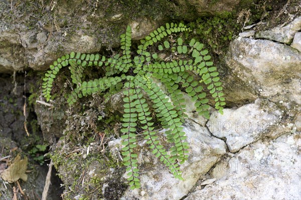 Striped fern