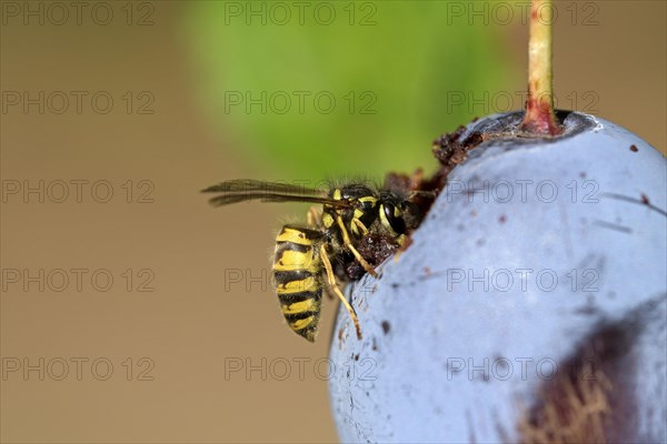 Common wasp