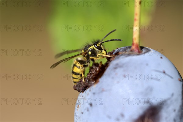 Common wasp