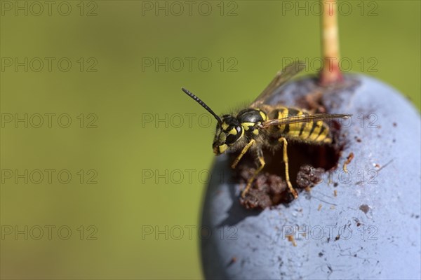 Common wasp