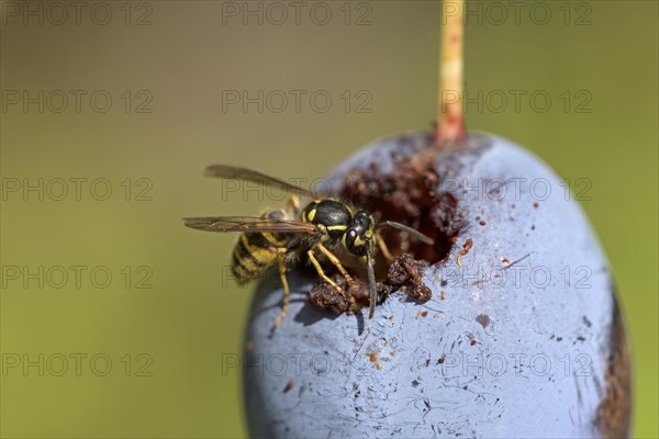 Common wasp