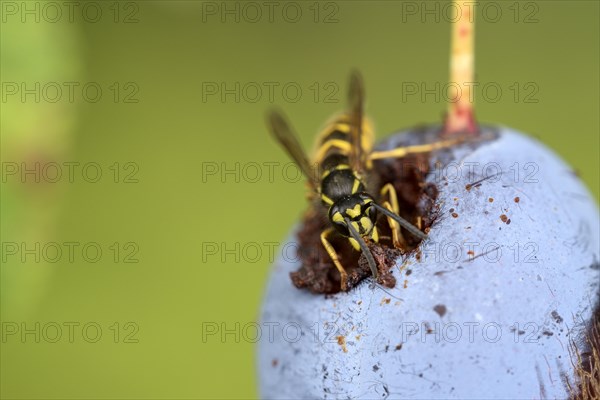 Common wasp