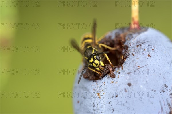 Common wasp