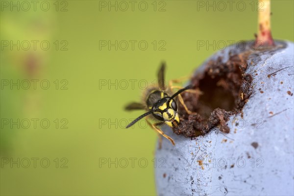 Common wasp