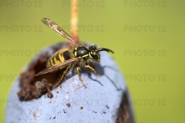 Common wasp