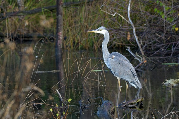 Grey heron