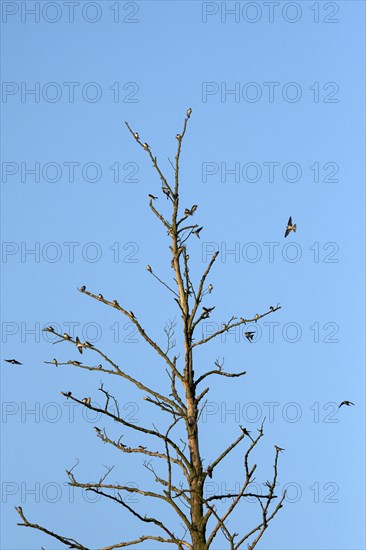 Sand martin