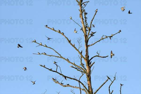 Sand martin