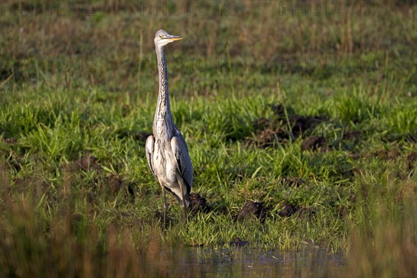Grey heron