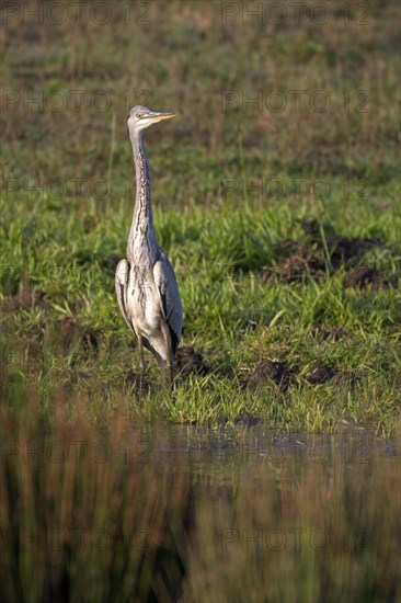 Grey heron