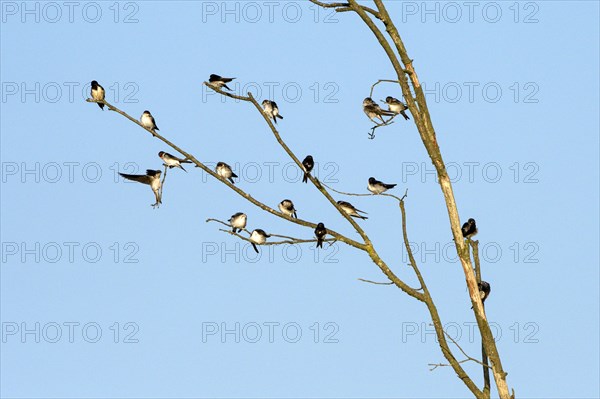 Sand martin