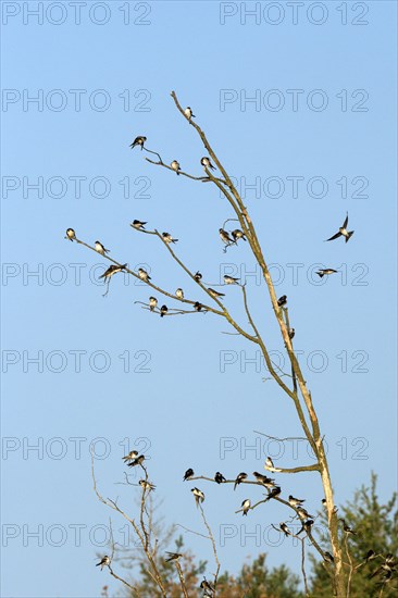 Sand martin