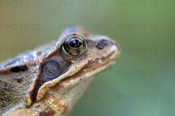 Common frog