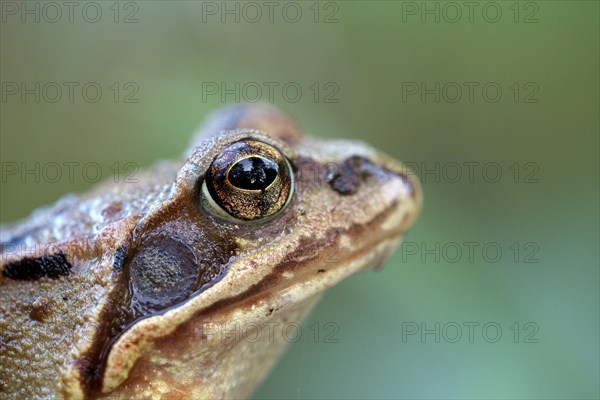 Common frog