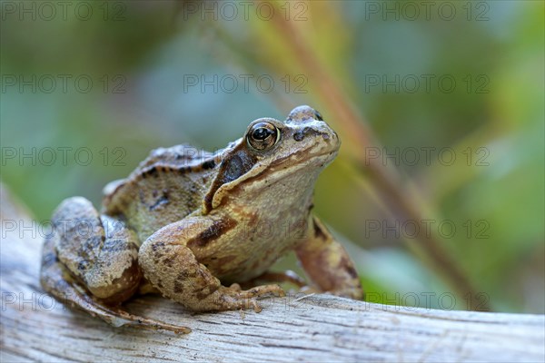 Common frog