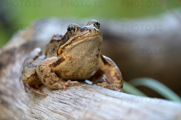 Common frog