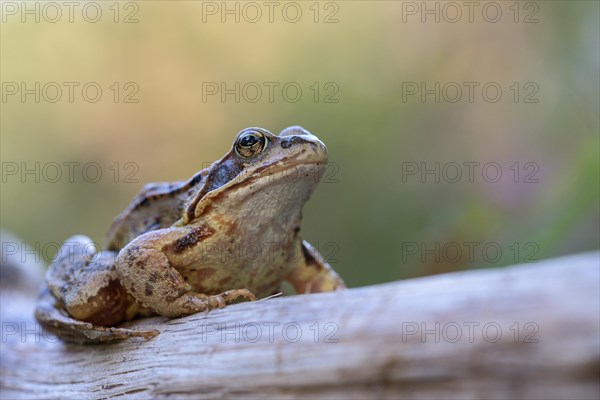 Common frog