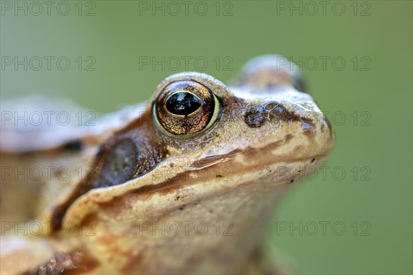 Common frog