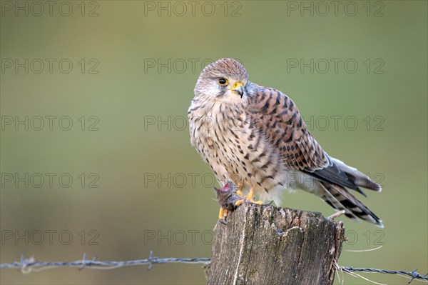 Common kestrel