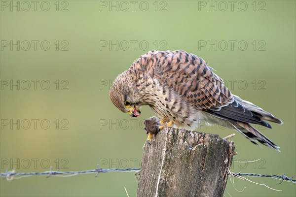 Common kestrel